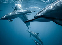 马布里分享家庭日常：做饭肯定不属于家务啊，我说错了吗？